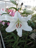 [1890 ClearWater VH No01.JPG]